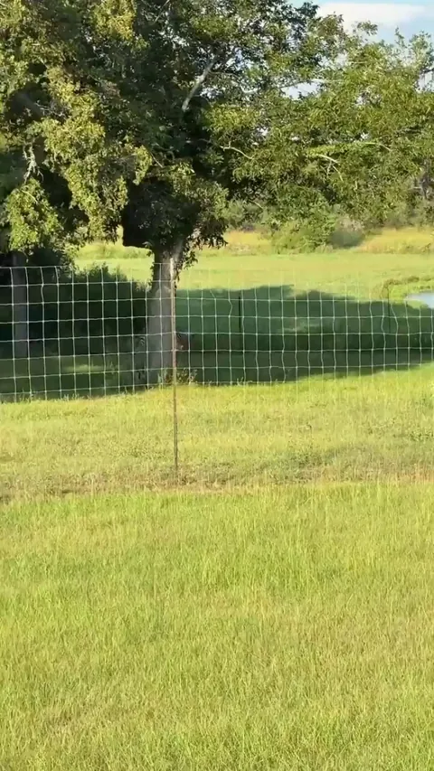 Zebra makes a break for it