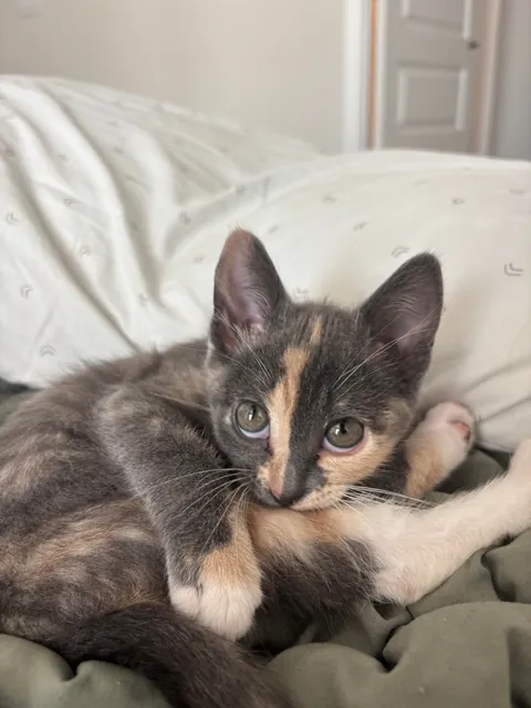 Meet Cheese, I just love her little face.