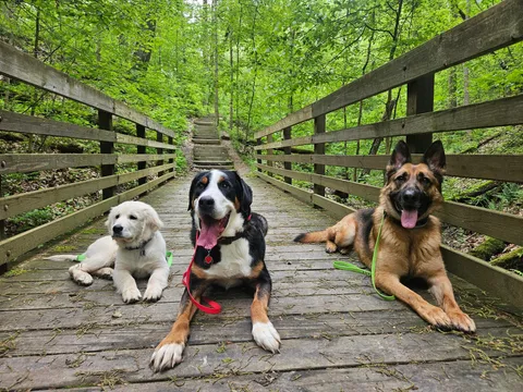 Weekend hiking with the pups!