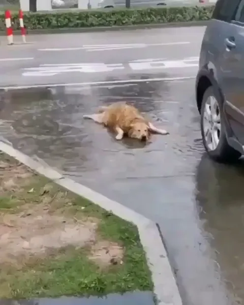 What kind of fish is this?