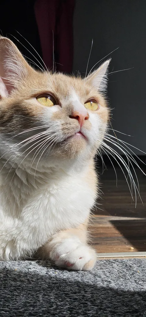 I’m sad. Please show me your kitties.