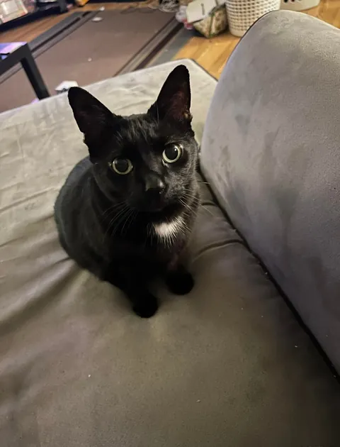 My soon to be 16 yr old girl. She’s been my best friend my entire life❤️ born a month before me, she’s been by my side through it all. Thought I’d share my girl with you all