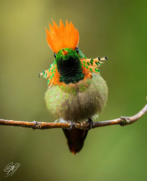 🔥 Tufted coquette 