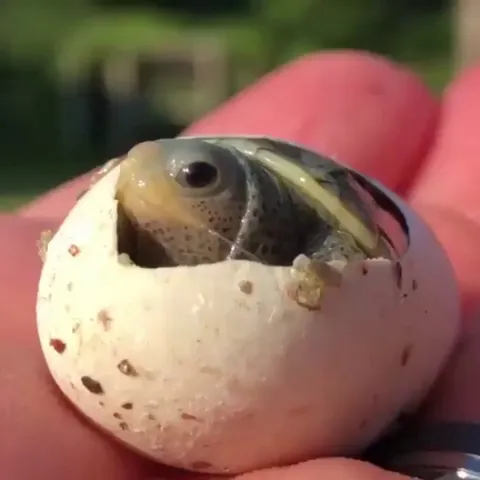 Baby turtle being born and greeting the world for the first time