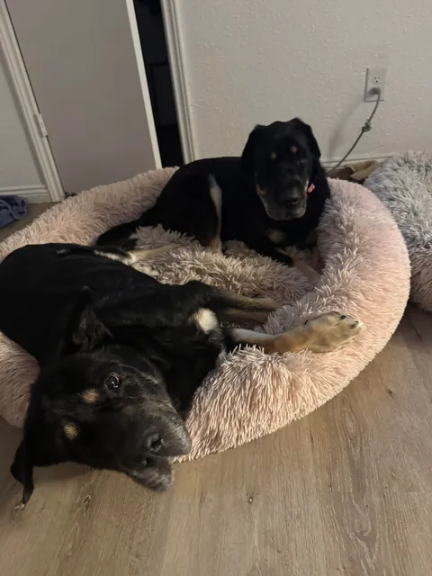 Came across a dog who was in the shelter, turns out it's my dog’s sister! Now they are inseparable! (Swipe!)(OC)