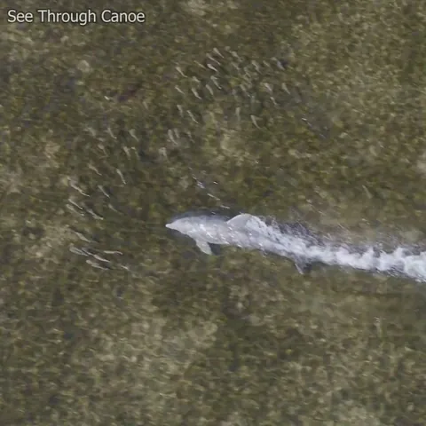 🔥 Dolphins corralling and catching fish using the mud ring feeding technique in Florida.