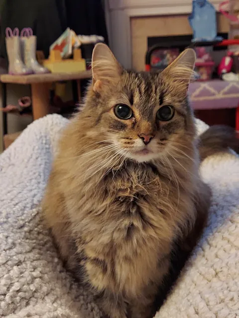 Cat oddly affectionate and needy after we lost our dog