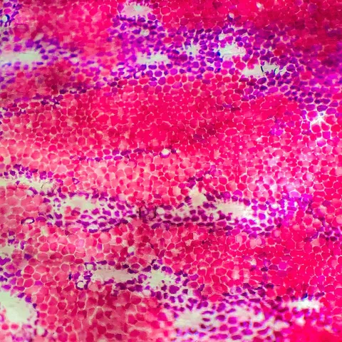 I took some pictures of a Rose under the microscope. Hope you like it..