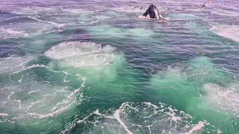 🔥 🐋 Humpback whales on Stellwigen bank, Gulf of Maine.