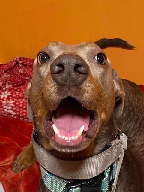 I thought I adopted a dog. What would you call this creature I brought home?