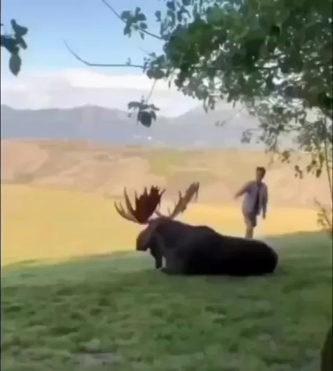 🔥 Extremely polite moose bull gently reminds a tourist that wildlife should be respected
