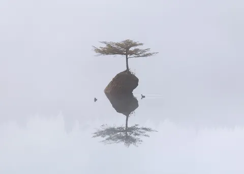ITAP of some ducklings around my favourite tree