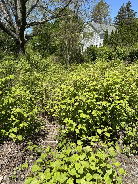 Neighbor asked me if I could come ID the plant taking over a vacant lot 💀