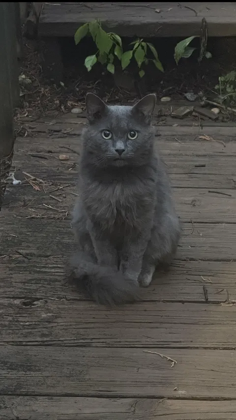 Cat that lives under my house