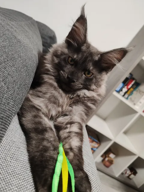 Théoden turned 6 months old