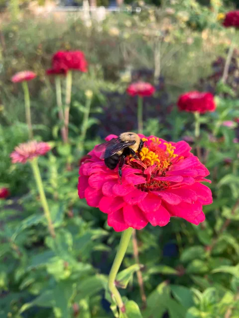 Blooms from my community garden today