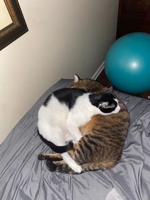 My cats once a year vs my cats normally 😂😂