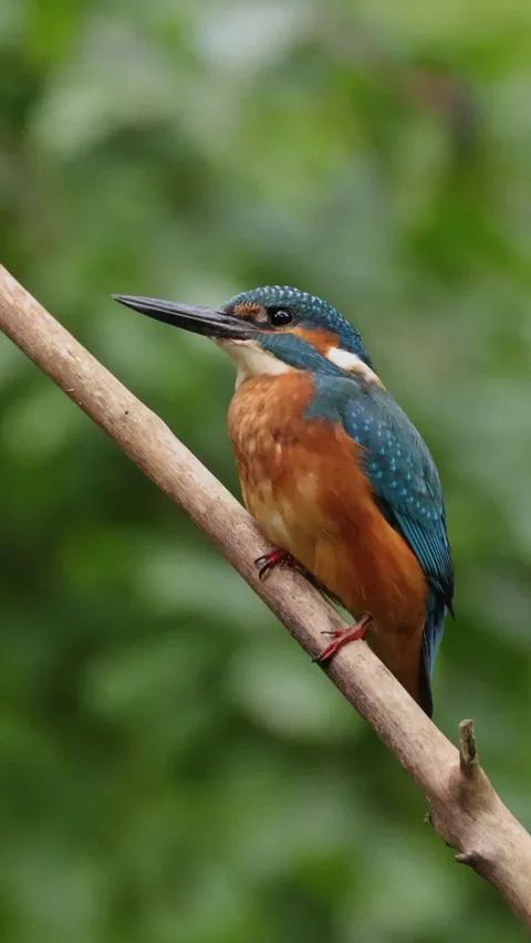 🔥 Kingfishers are the best blue diamonds