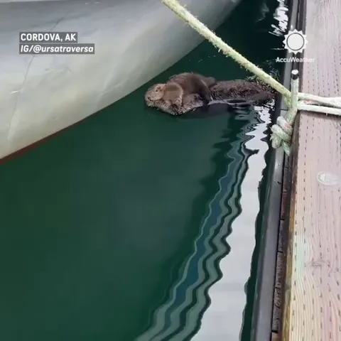 this is an otter with their baby