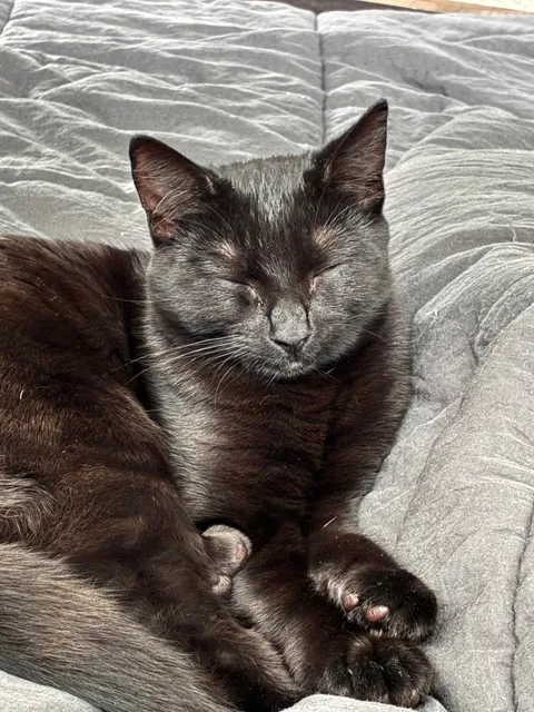 Life is hard when you’re a house cat.