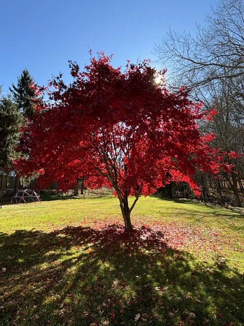 Never had leaves this red before!