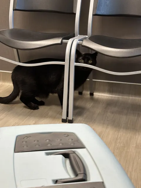 My bat was brave at the vet, praise him