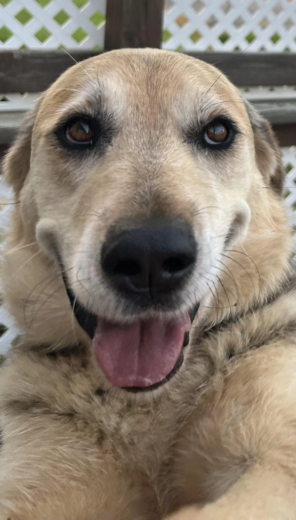 Look at this cute pupper, she's so happy.