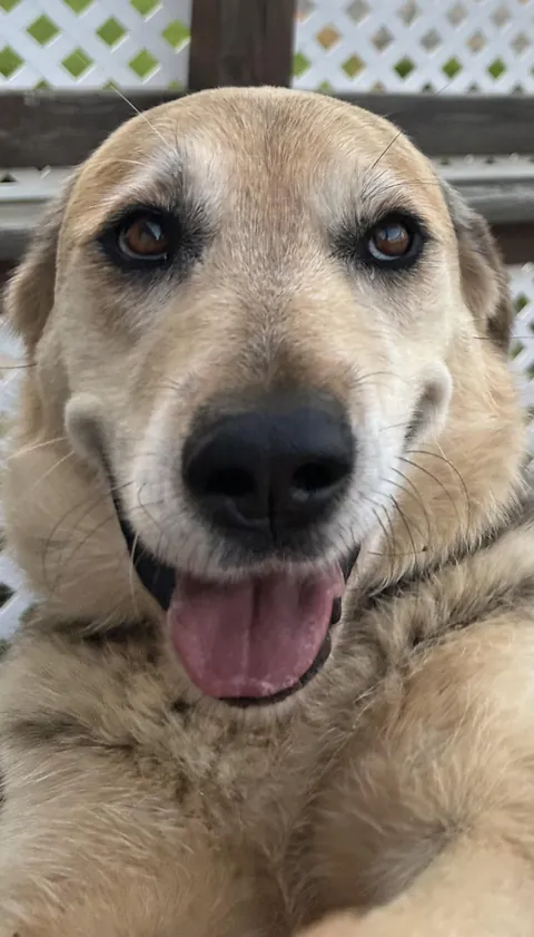 Look at this cute pupper, she's so happy.