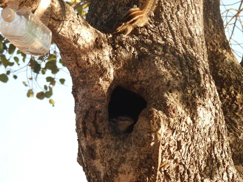 Squirrel for world peace