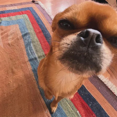 Folks call him DA BOY round these parts, his legal name is Mo