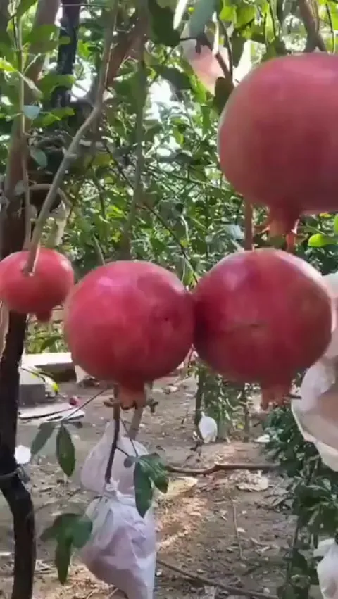 Cutting a pomegranate