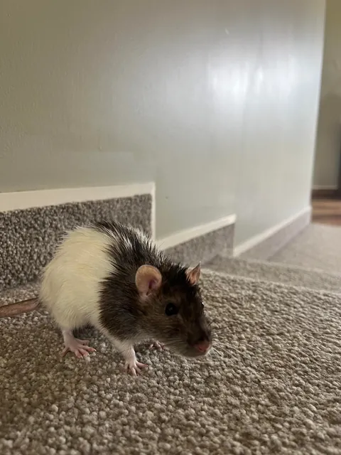 NEW LESSON LEARNT: Keep the toilet lid closed during free roam 🥲