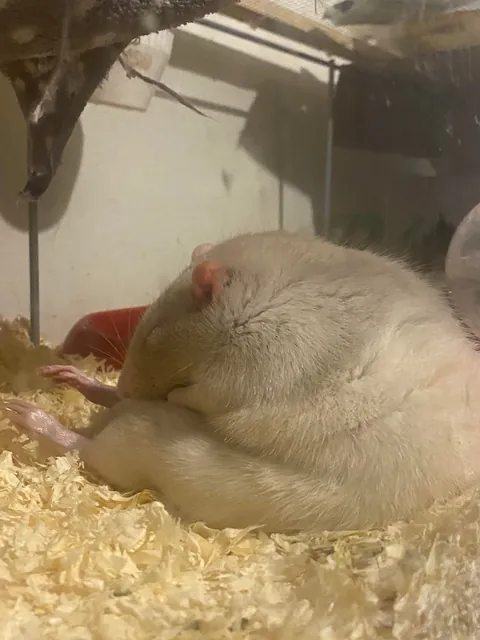 Why does my rat sleep like this ??😭