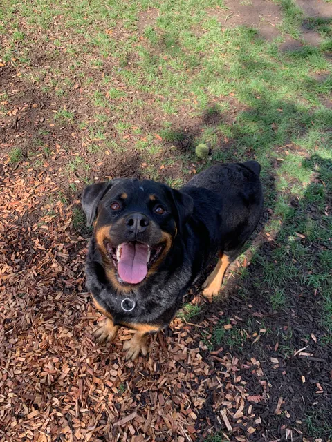 Took my neighbor’s dog to the dog park today. I’ve never seen her smile like this. Will do it again soon!