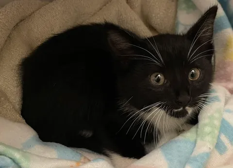 Animal shelter gave my cat to someone else, and I feel terrible.