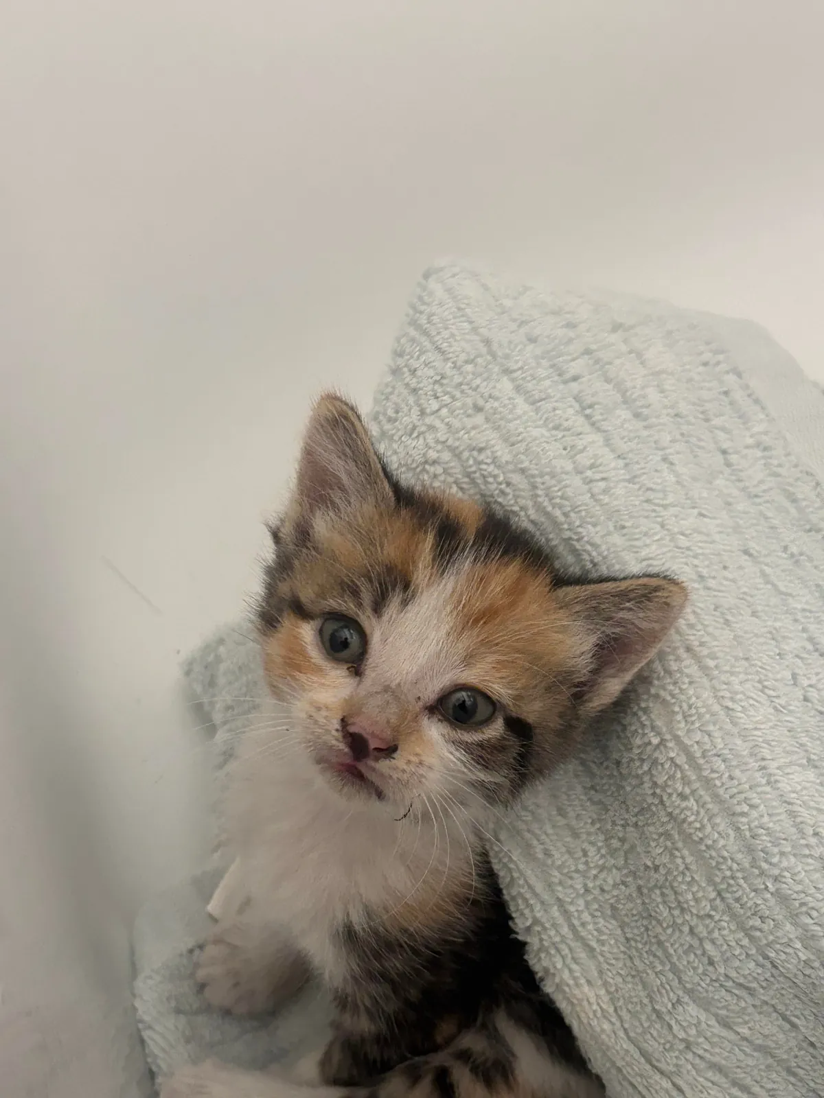 Help me find this lost Kitty a home!