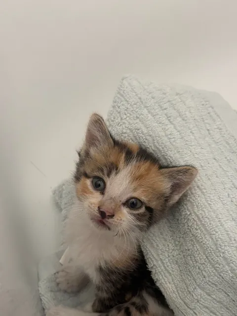 Help me find this lost Kitty a home!