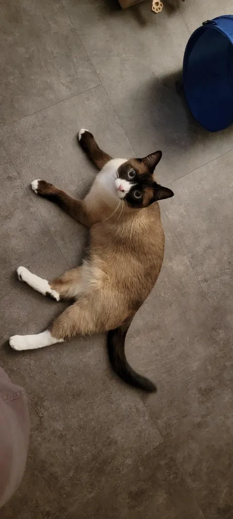 My cat is driving me insane and I'm at a loss.