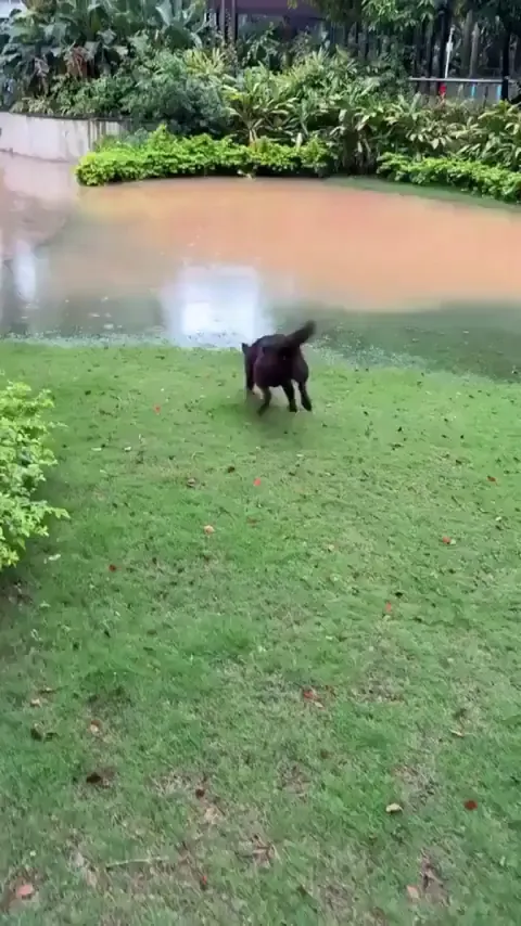Chocolate Lab + Giant Puddle = Derp Zoomies!