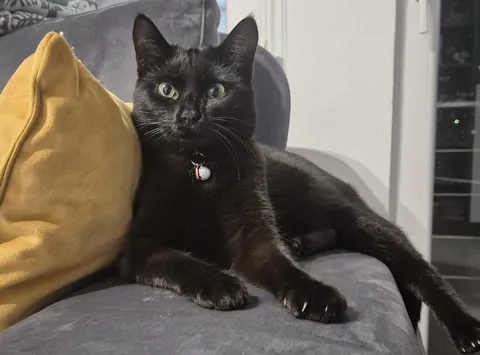 My beautiful cat, her name is Lili and she is 1 year and 6 months old ❤️