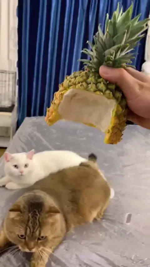 My halloween costume