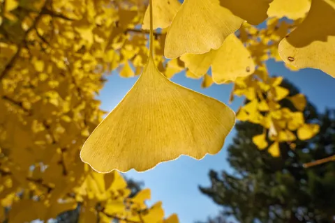 Japan in Late November