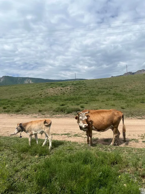 Pictures from my second trip to Mongolia (Summer 2025)