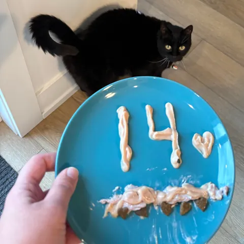 Today is my Jazz’s 14th birthday