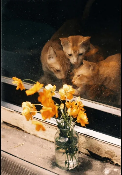 I took some pics from r/AccidentalRenaissance and turned them into Renaissance paintings