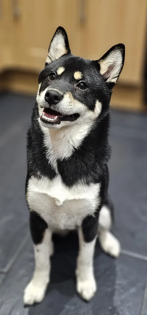 Miso at 6 months old (ish)