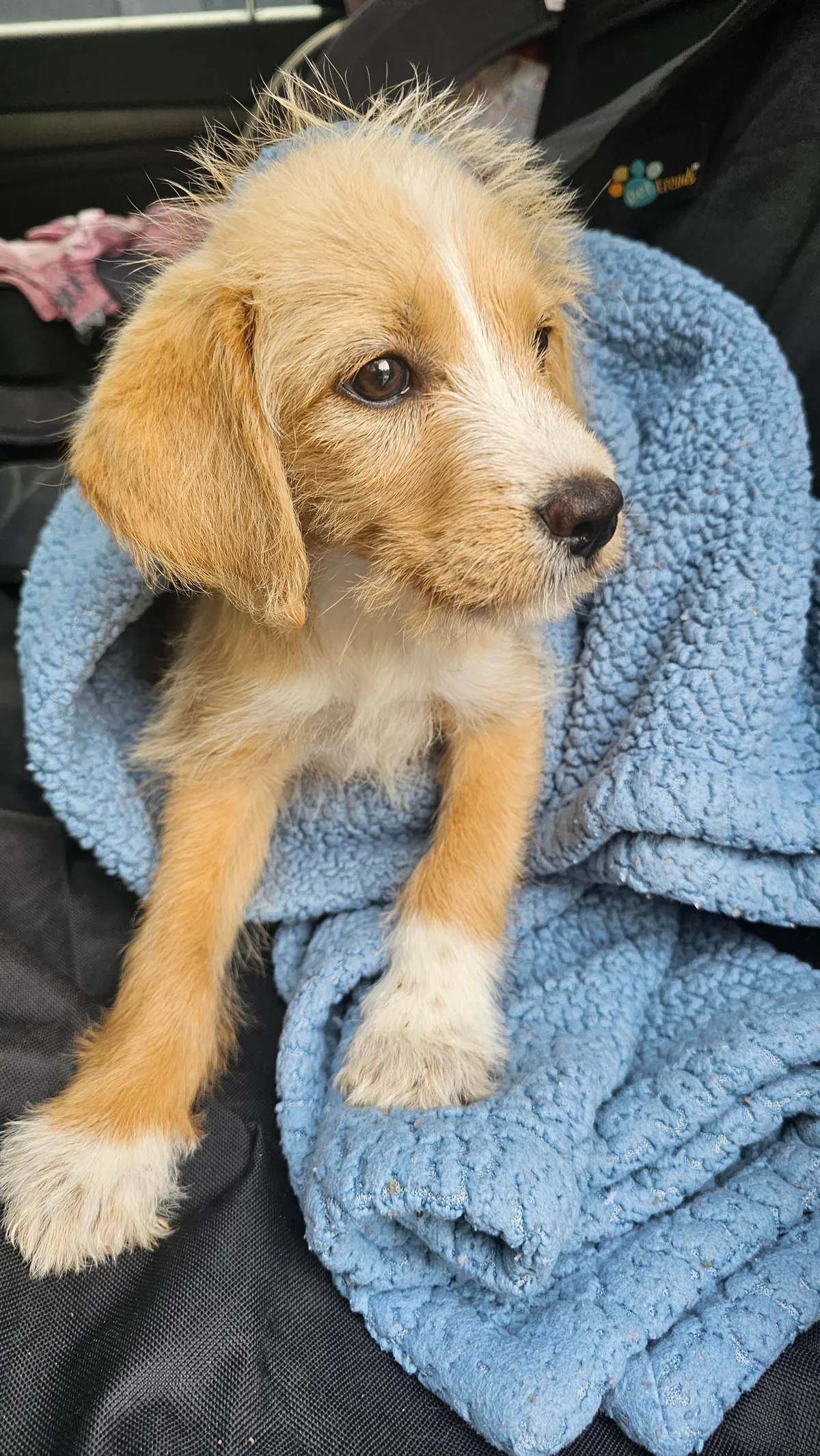 Our Skye puppers🥰