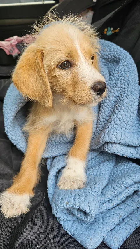 Our Skye puppers🥰