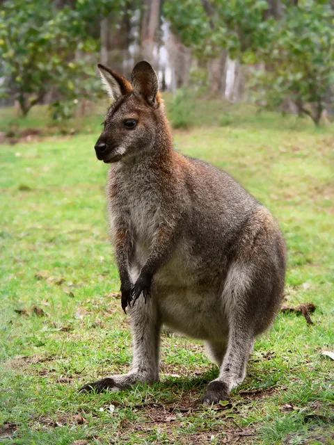 Sience the early 1900s. there has been a wild population in England, Scotland (1970s) and Ireland (1950s) of Red-necked wallaby, despite not being anywhere natives of the zone. Some are the product of old pets and zoo escape. Source in comments.