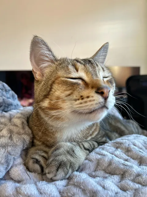 My new housemate is so polite!